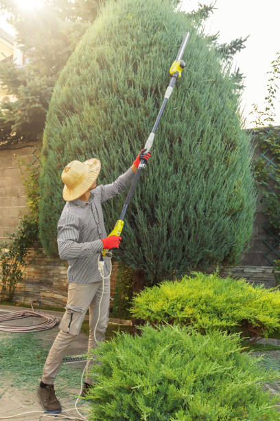 Tree Service Company in Oak Hills, PA